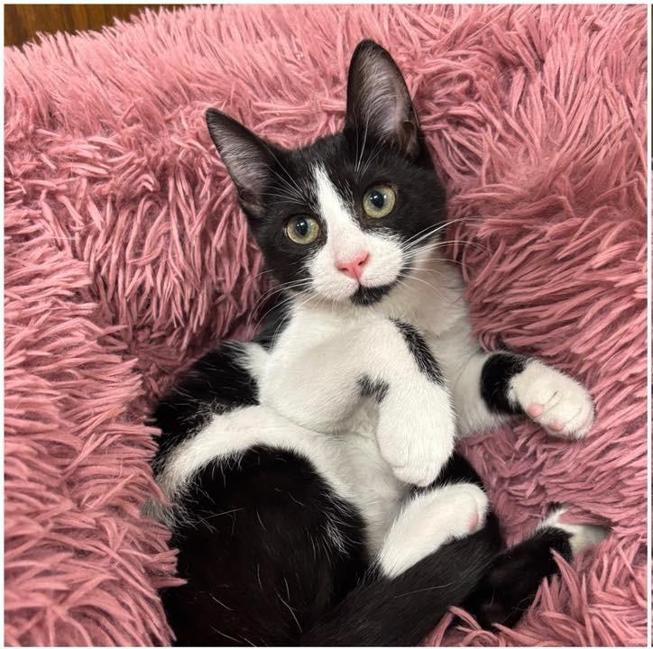 Enlarge Bobby, a Adoptable Domestic Short Hair in Baton Rouge, LA image 1/1