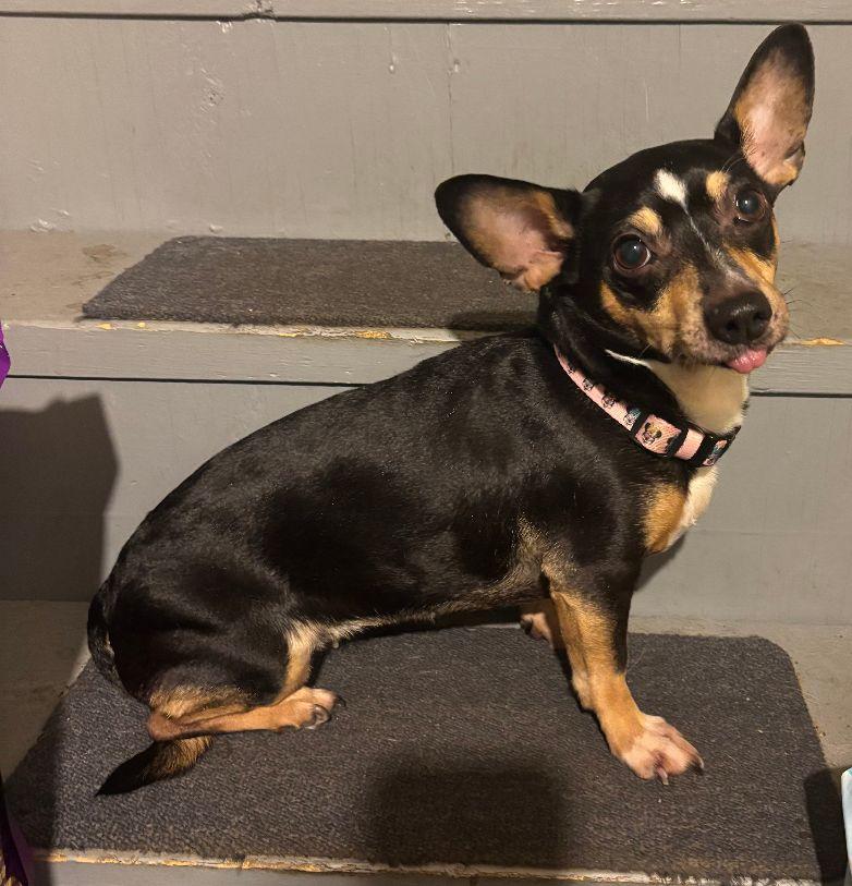 Angel, a ADOPTABLE mixed breed in Sandown, NH image 4/6