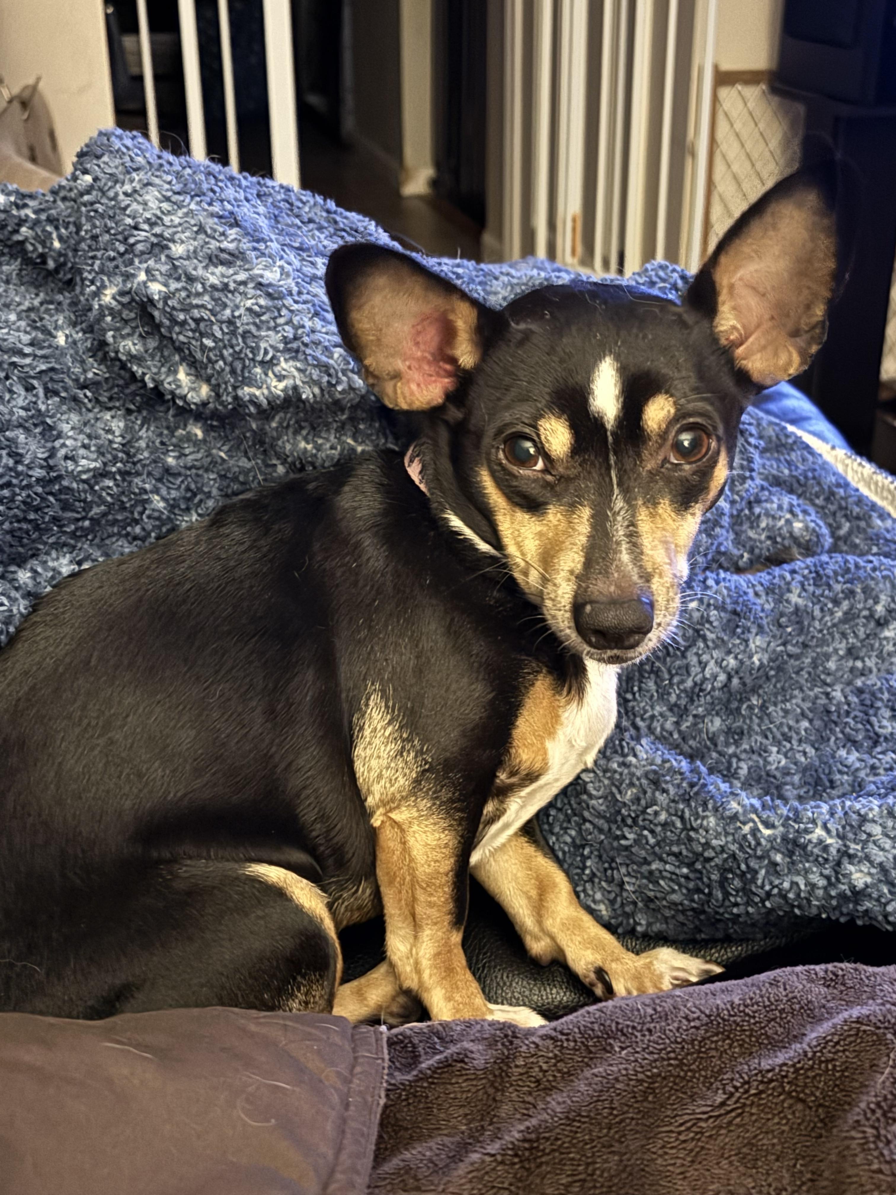 Angel, a ADOPTABLE mixed breed in Sandown, NH image 3/6