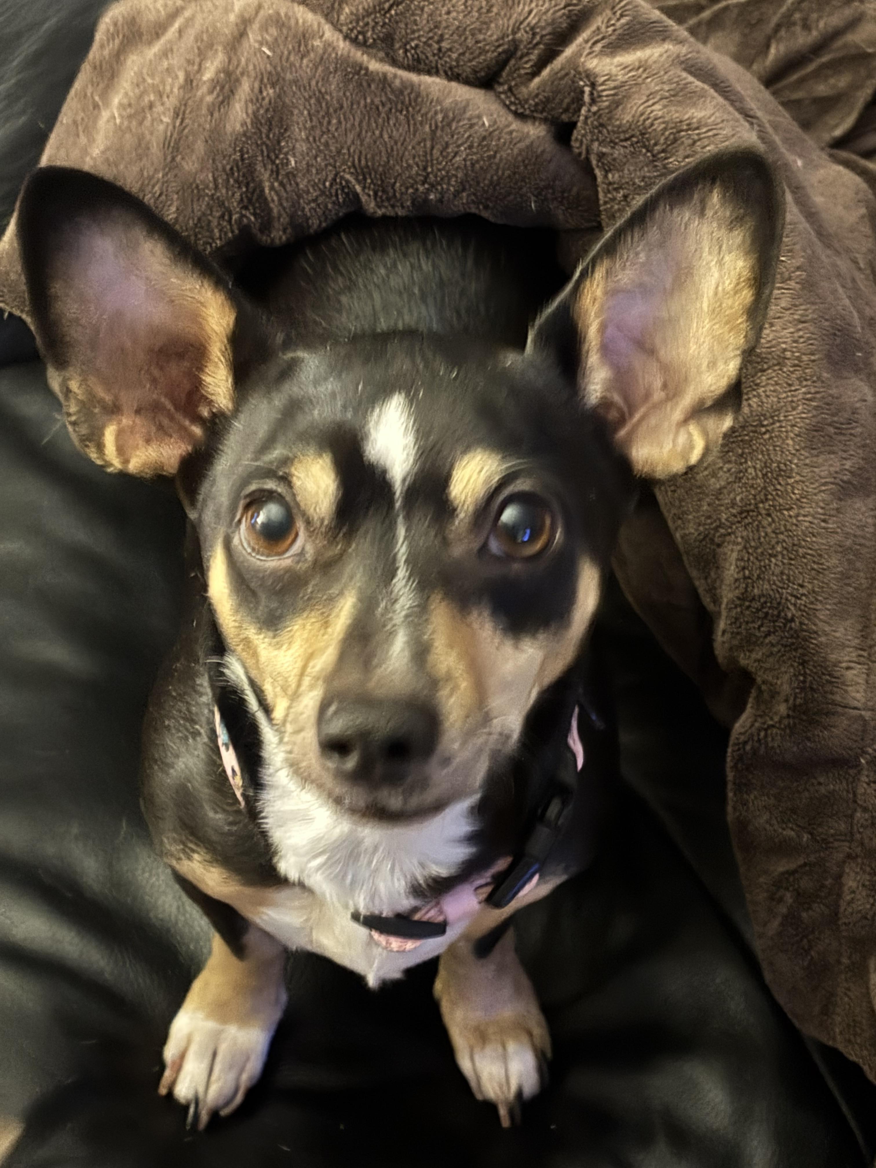 Angel, a ADOPTABLE mixed breed in Sandown, NH image 1/6
