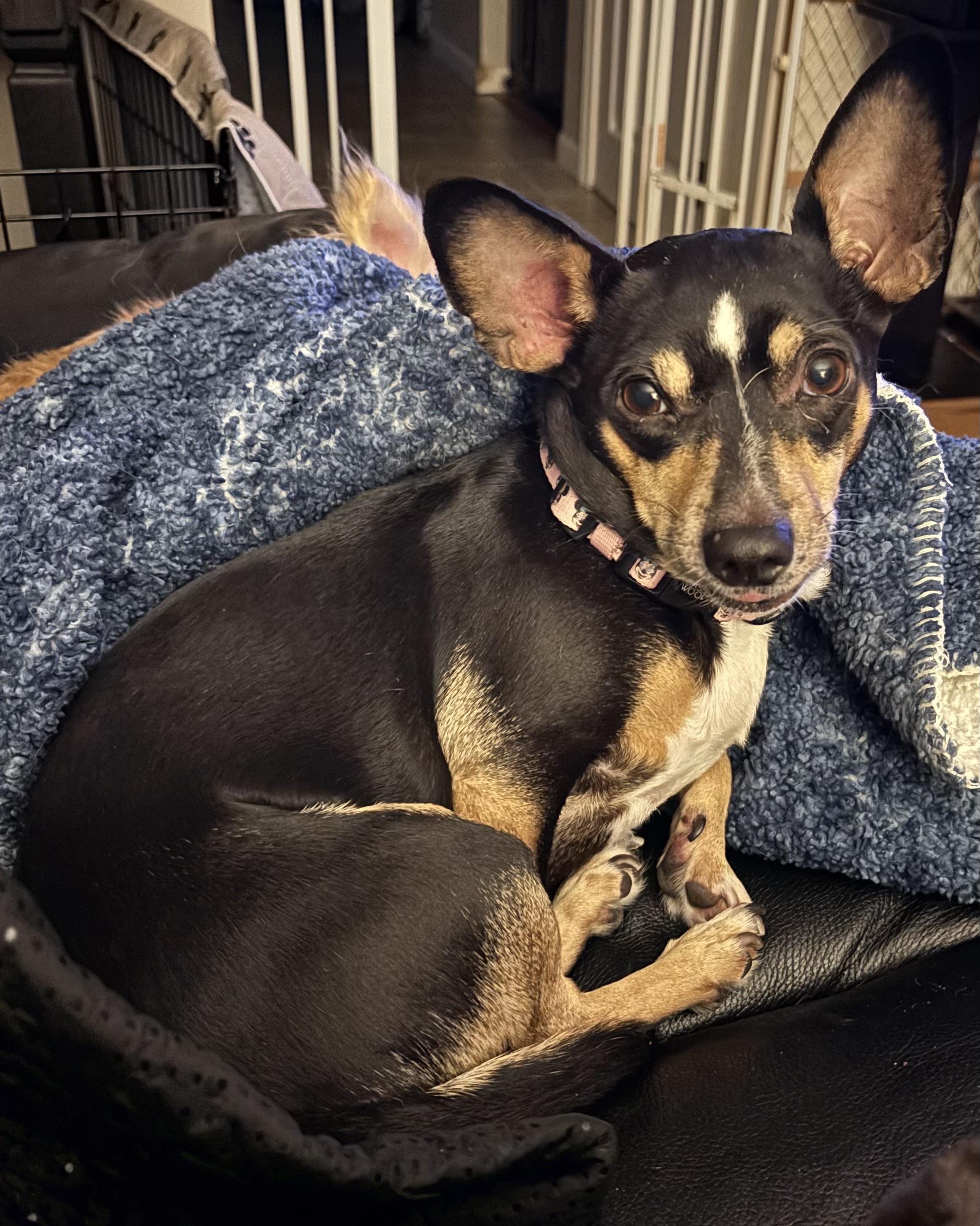 Angel, a ADOPTABLE mixed breed in Sandown, NH image 6/6