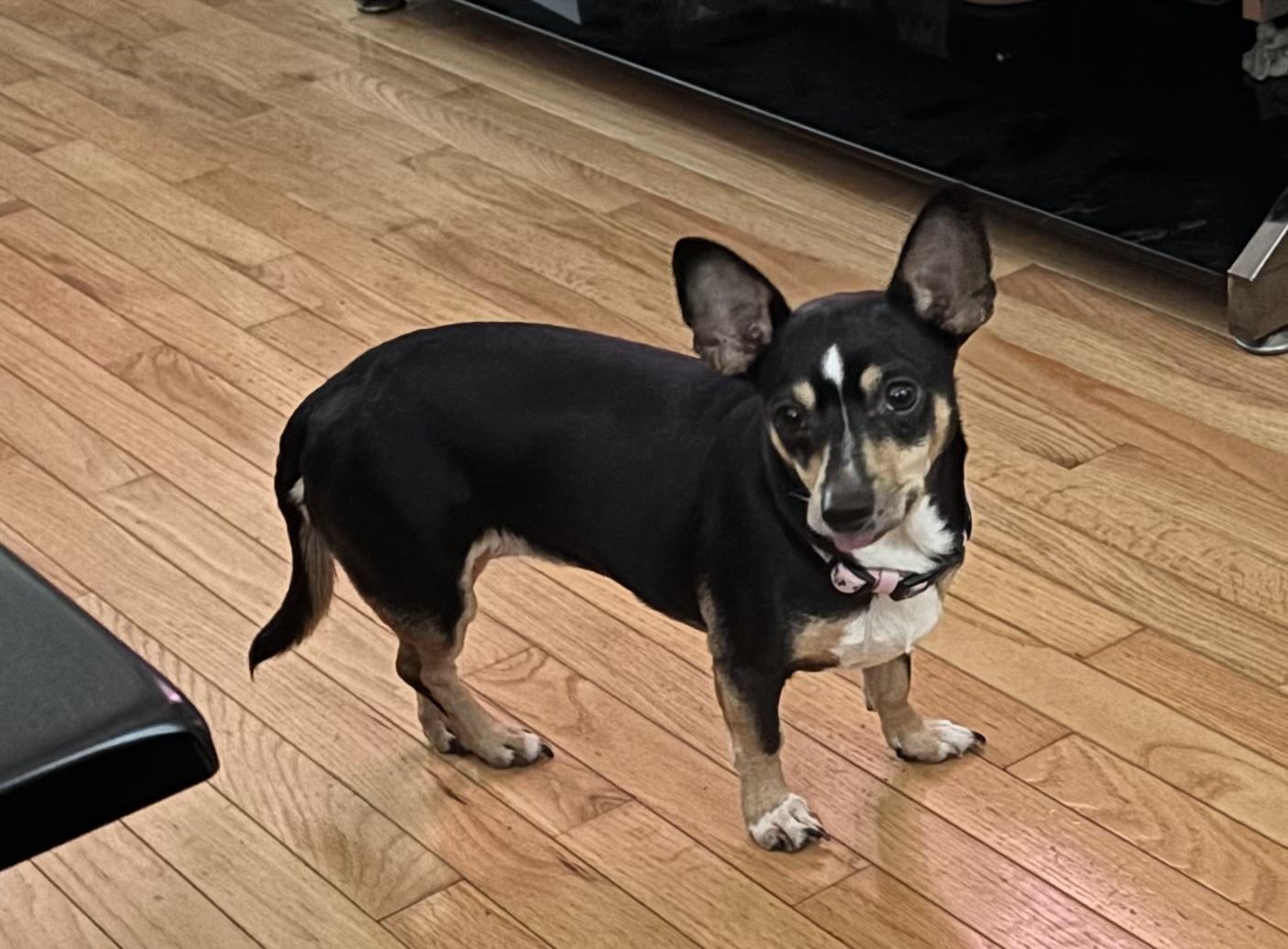 Angel, a ADOPTABLE mixed breed in Sandown, NH image 2/6