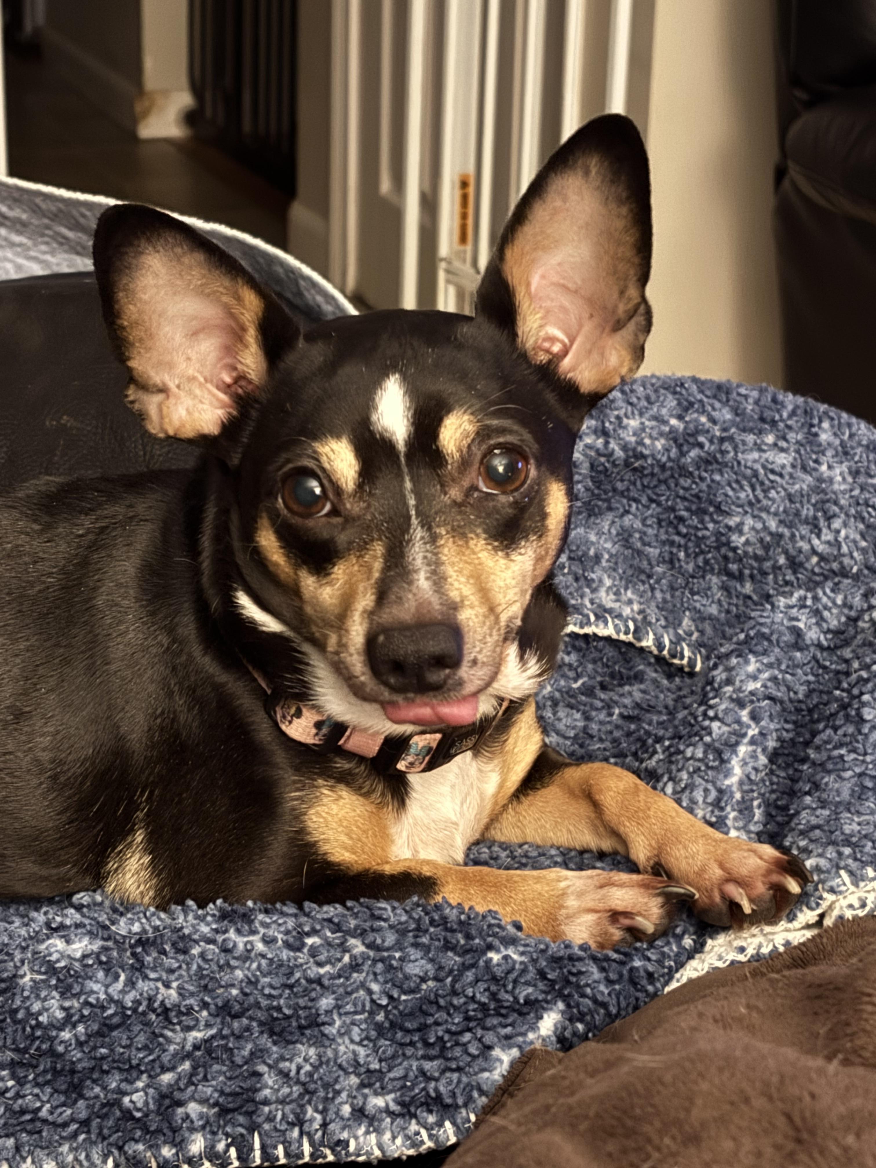 Angel, a ADOPTABLE mixed breed in Sandown, NH image 5/6