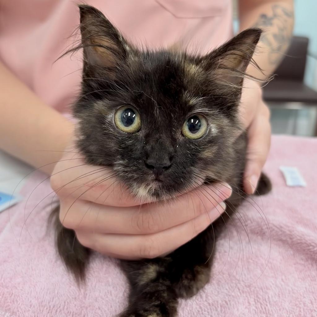 Enlarge Dulce, a Adopted Domestic Long Hair in Parkland, FL image 1/3