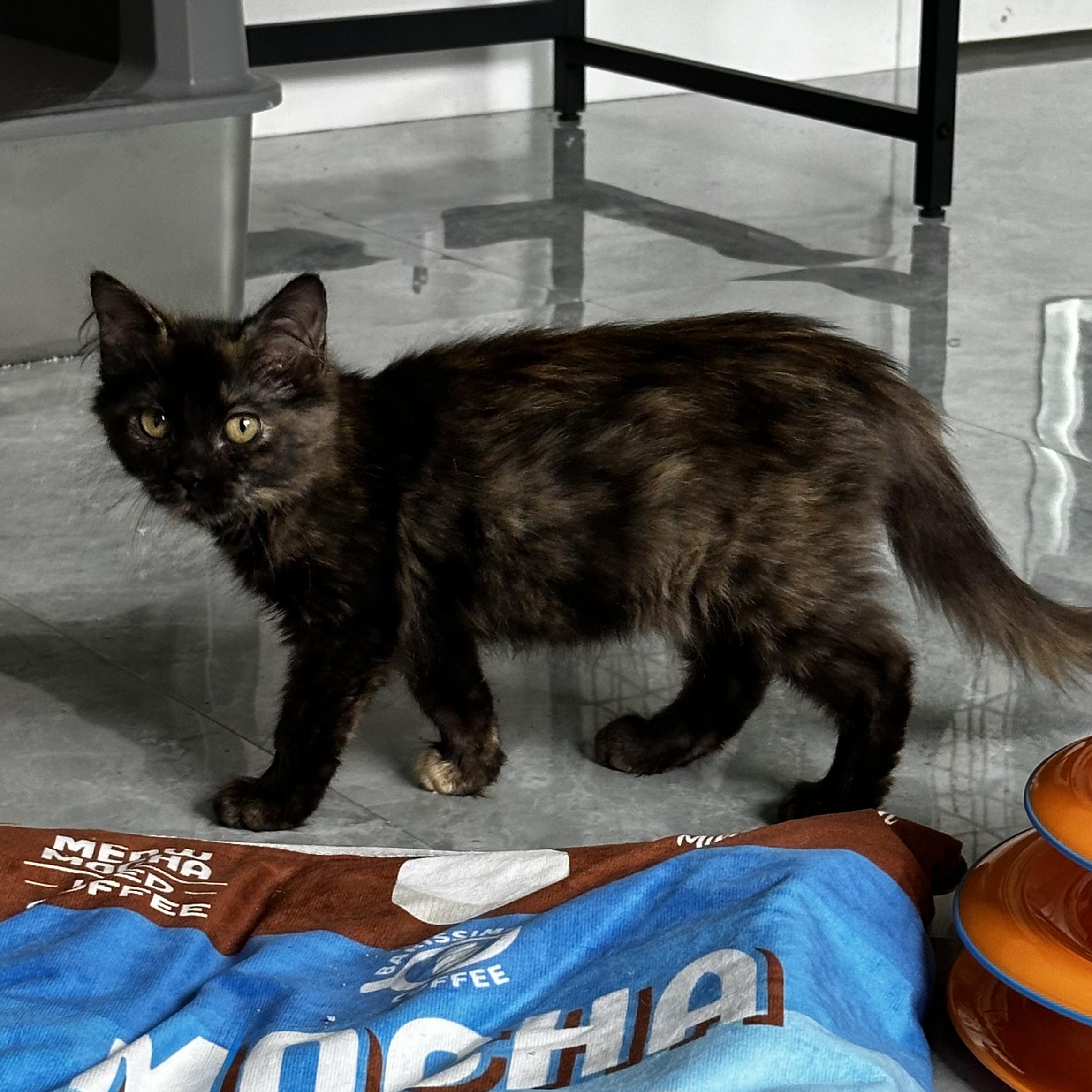 Enlarge Dulce, a Adopted Domestic Long Hair in Parkland, FL image 2/3