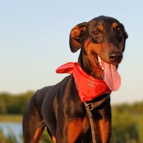 Priscilla - darling girl (222288156), ADOPTABLE, Young • Female, Doberman Pinscher.