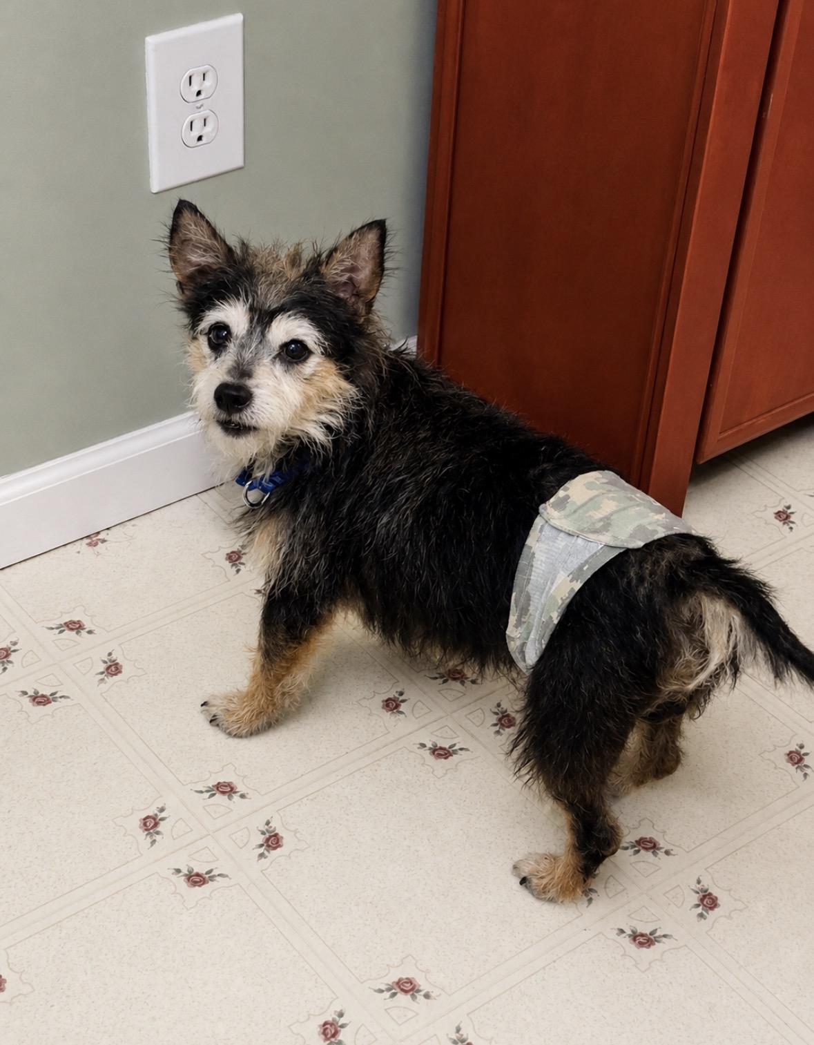 Toto, an adopted mixed breed in Ooltewah, TN image 6/6