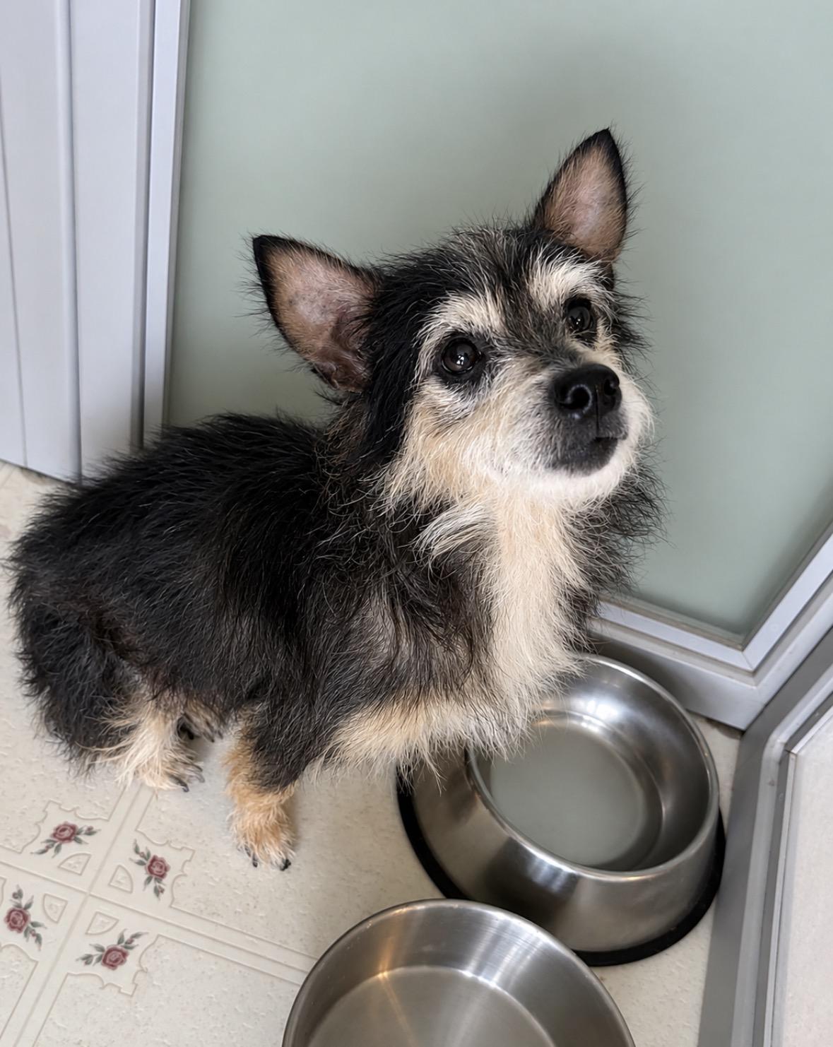 Toto, an adopted mixed breed in Ooltewah, TN image 5/6
