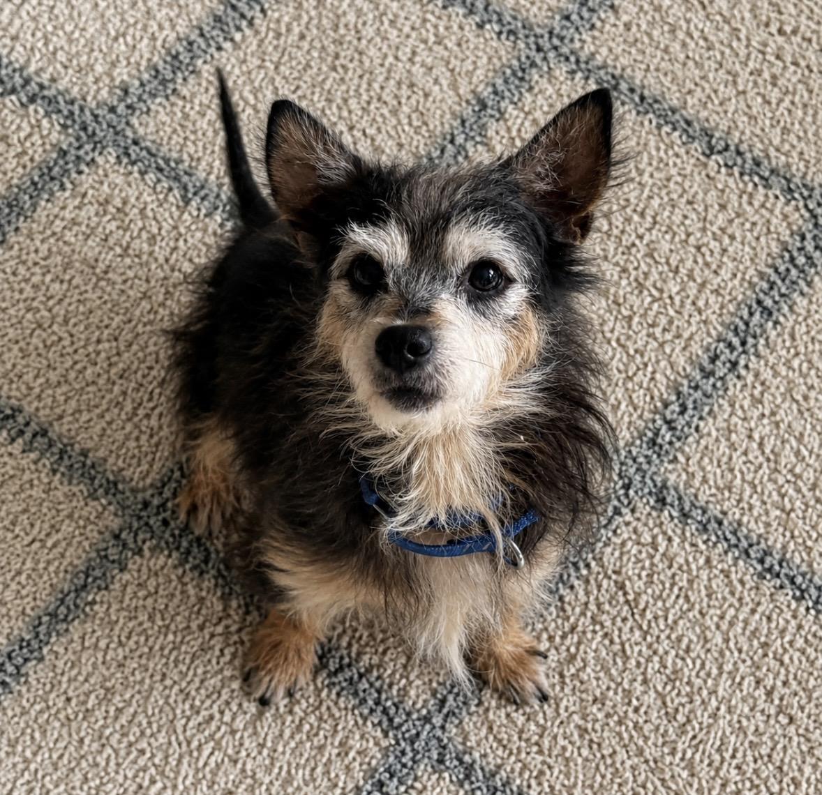 Toto, adopted, Adult Male Cairn Terrier.