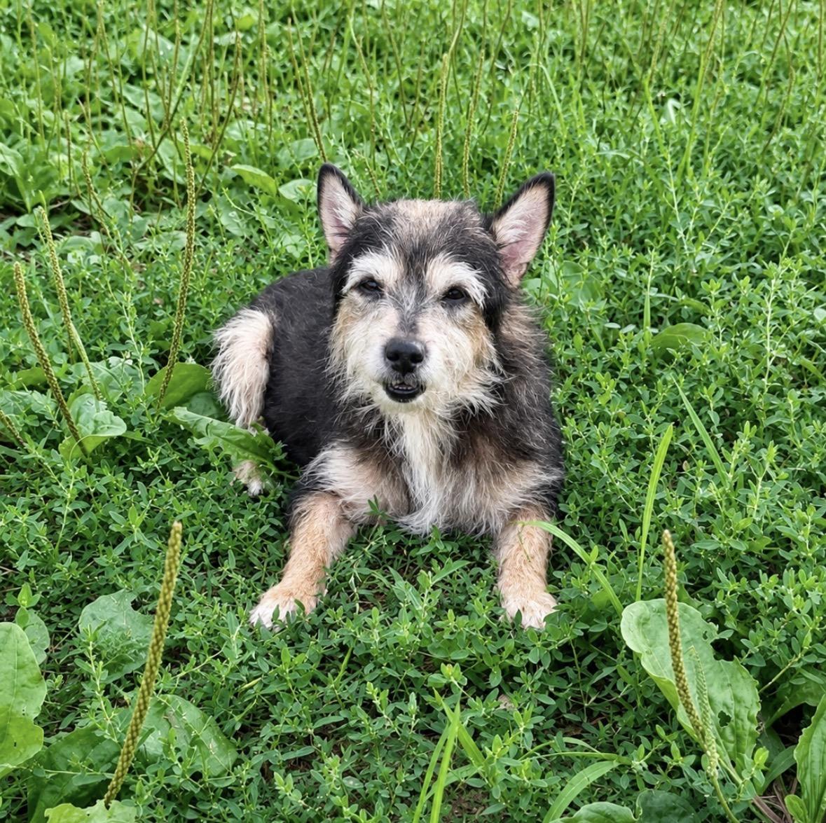 Toto, an adopted mixed breed in Ooltewah, TN image 2/6