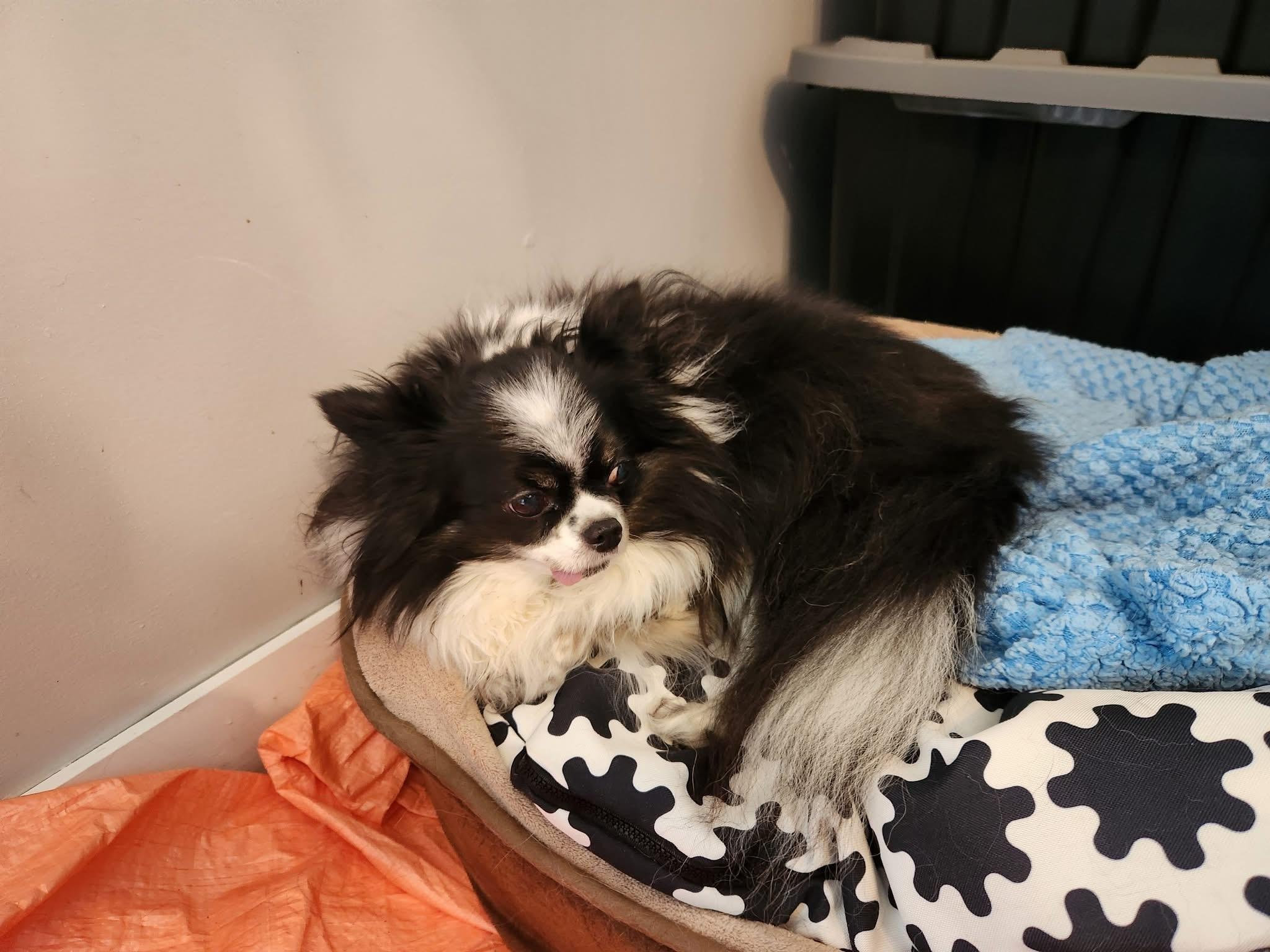 Enlarge Myrtille, a Adoptable Chihuahua in Vaudreuil-Dorion, QC image 1/1