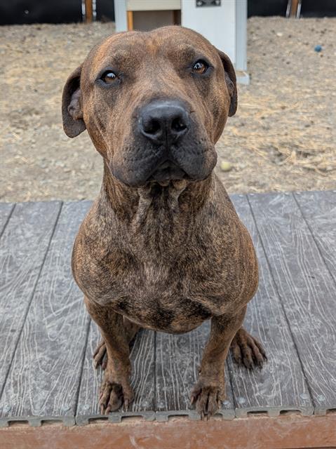 Enlarge CARMELO, a Adoptable mixed breed in Frisco, CO image 1/1