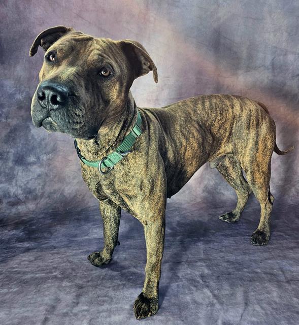 Enlarge CARMELO, a Adoptable mixed breed in Frisco, CO image 1/1