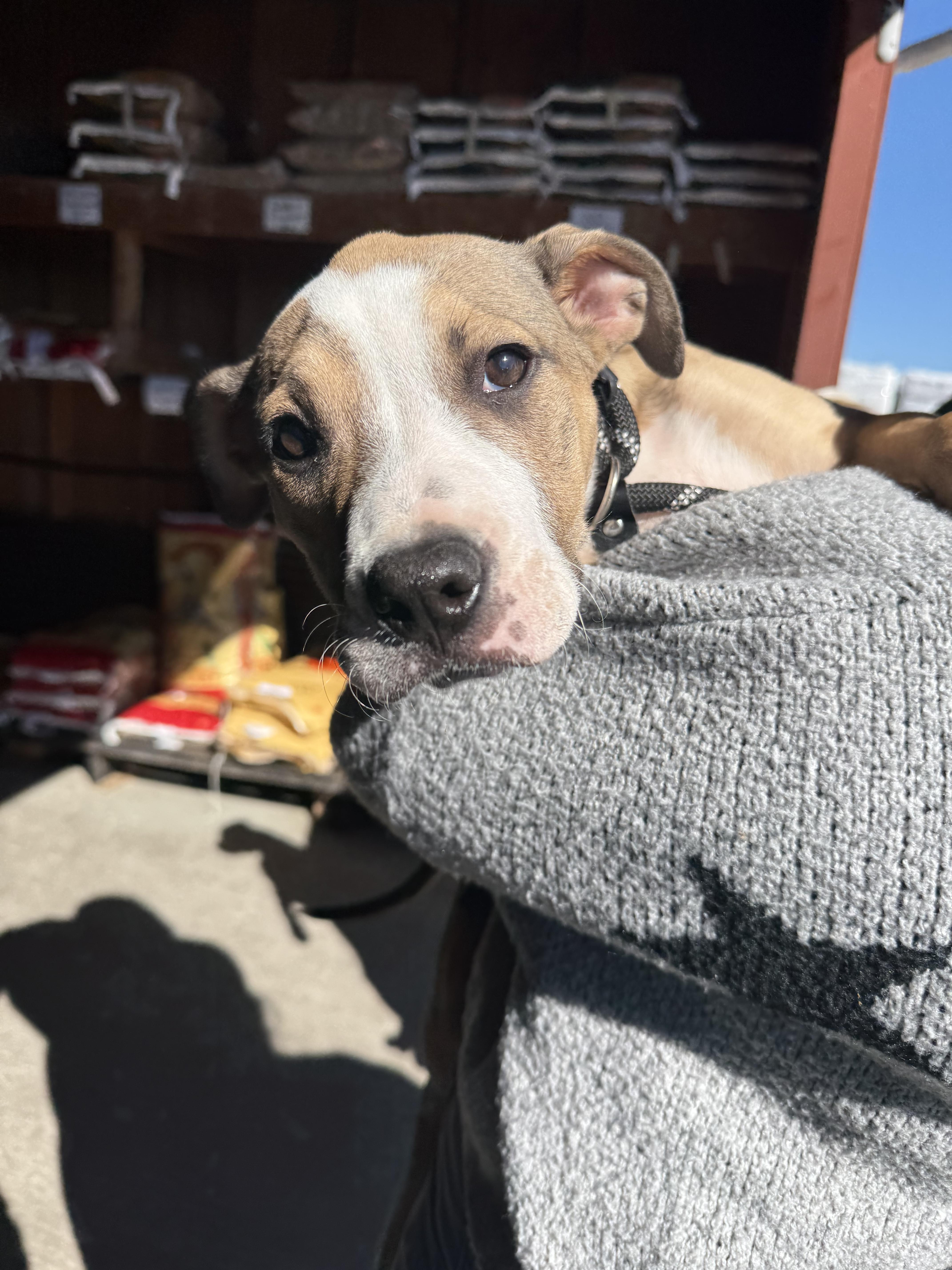 Enlarge Alice , a ADOPTABLE mixed breed in Sacramento, CA image 4/5