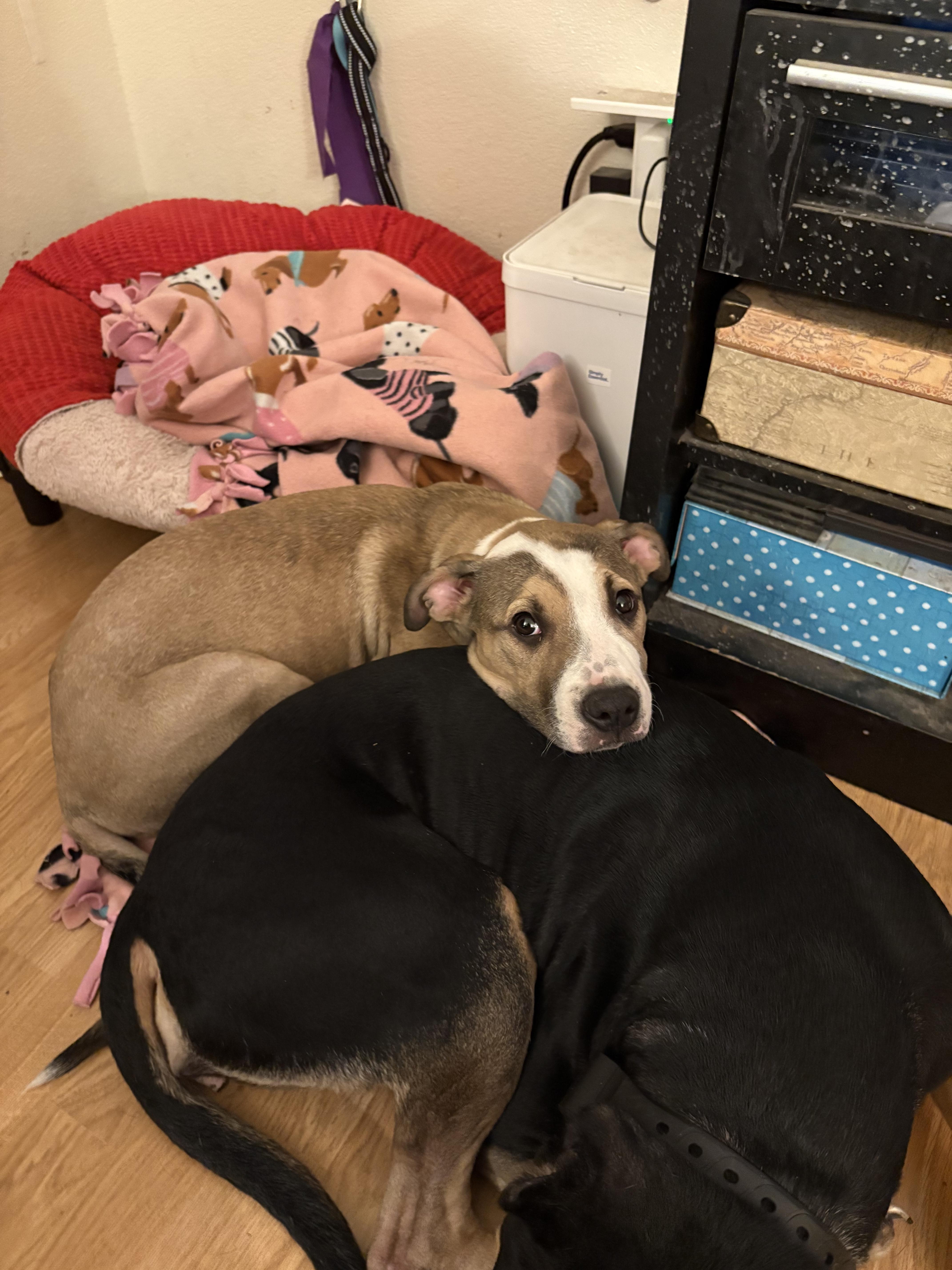 Enlarge Alice , a ADOPTABLE mixed breed in Sacramento, CA image 5/5