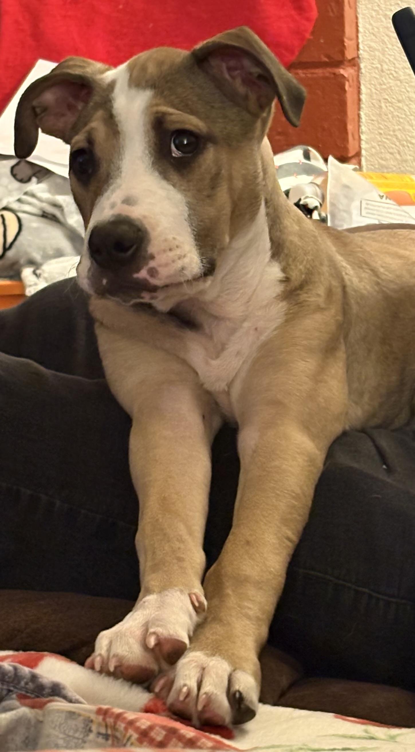 Enlarge Alice , a ADOPTABLE mixed breed in Sacramento, CA image 3/5