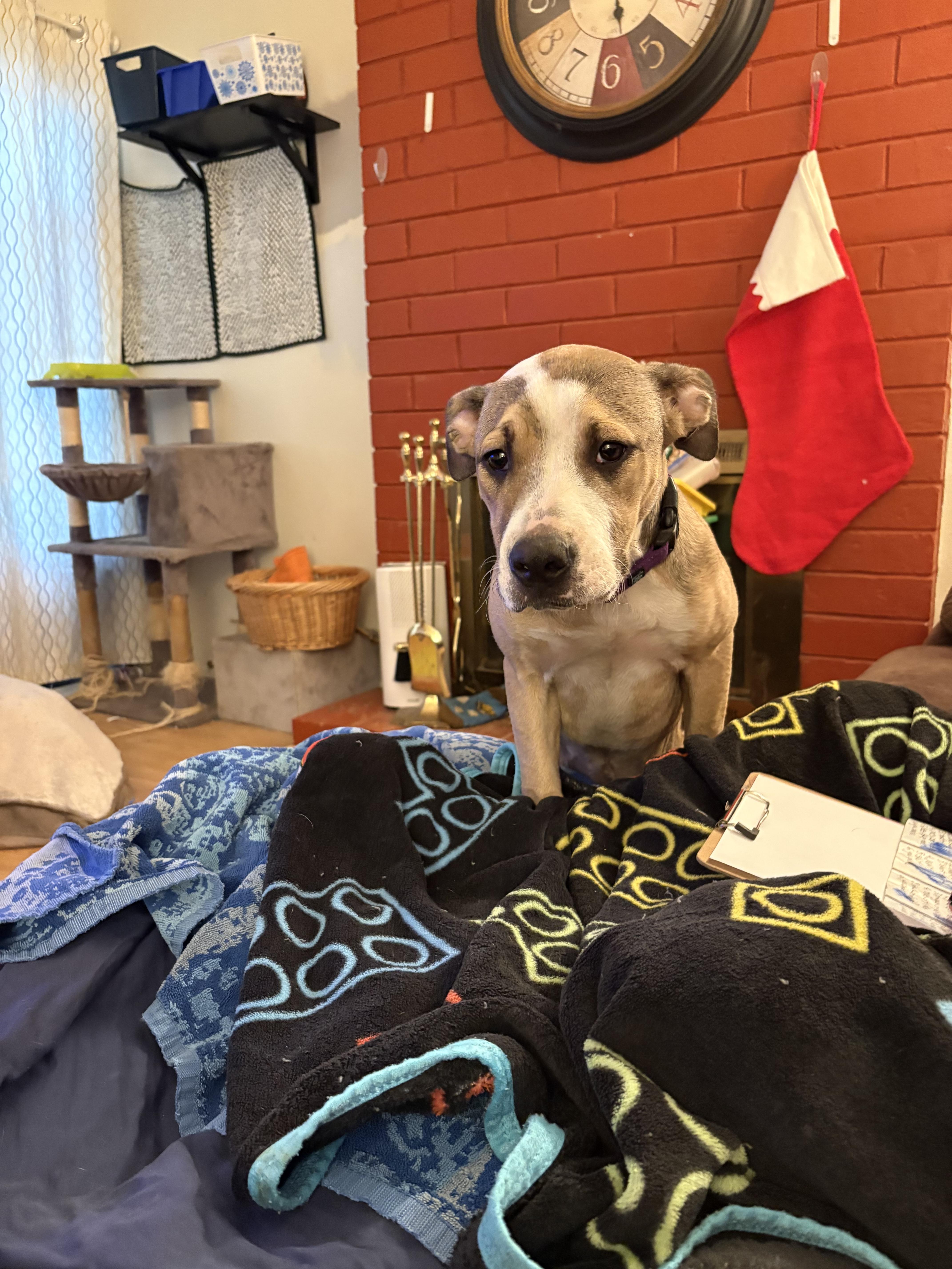 Alice , a ADOPTABLE mixed breed in Sacramento, CA image 6/6