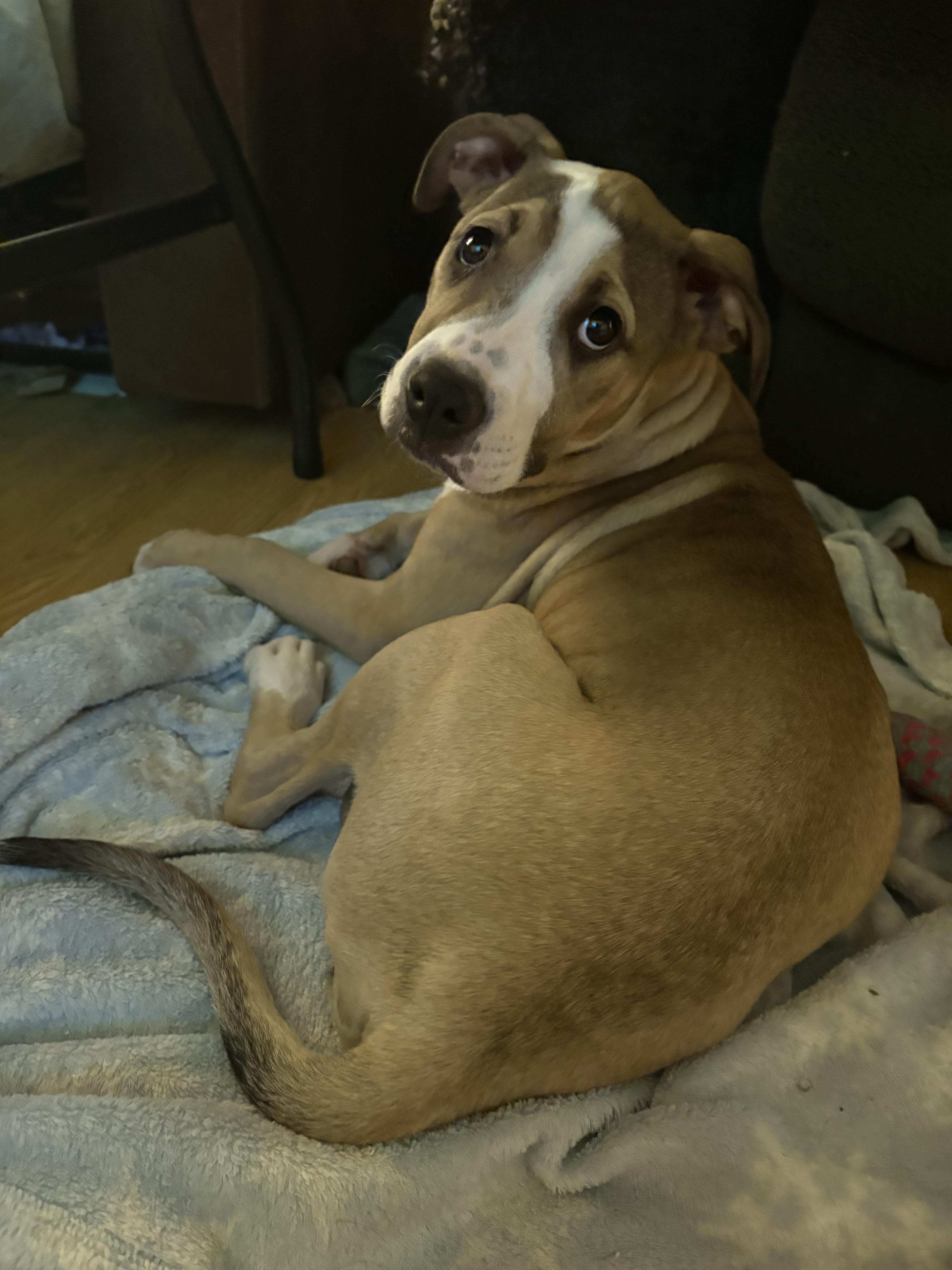 Enlarge Alice , a ADOPTABLE mixed breed in Sacramento, CA image 2/5