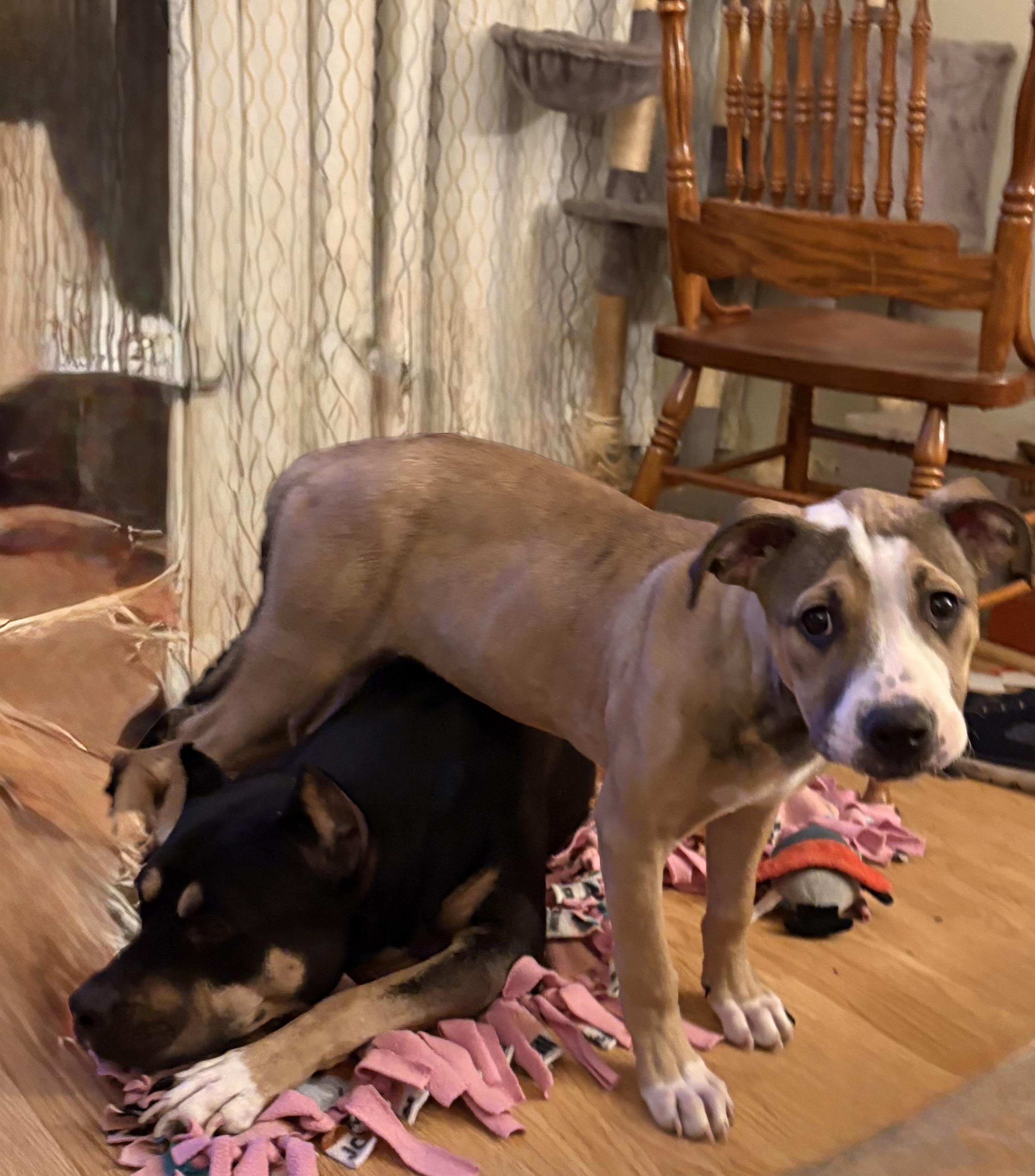 Alice , ADOPTABLE, Puppy Female Pit Bull Terrier.