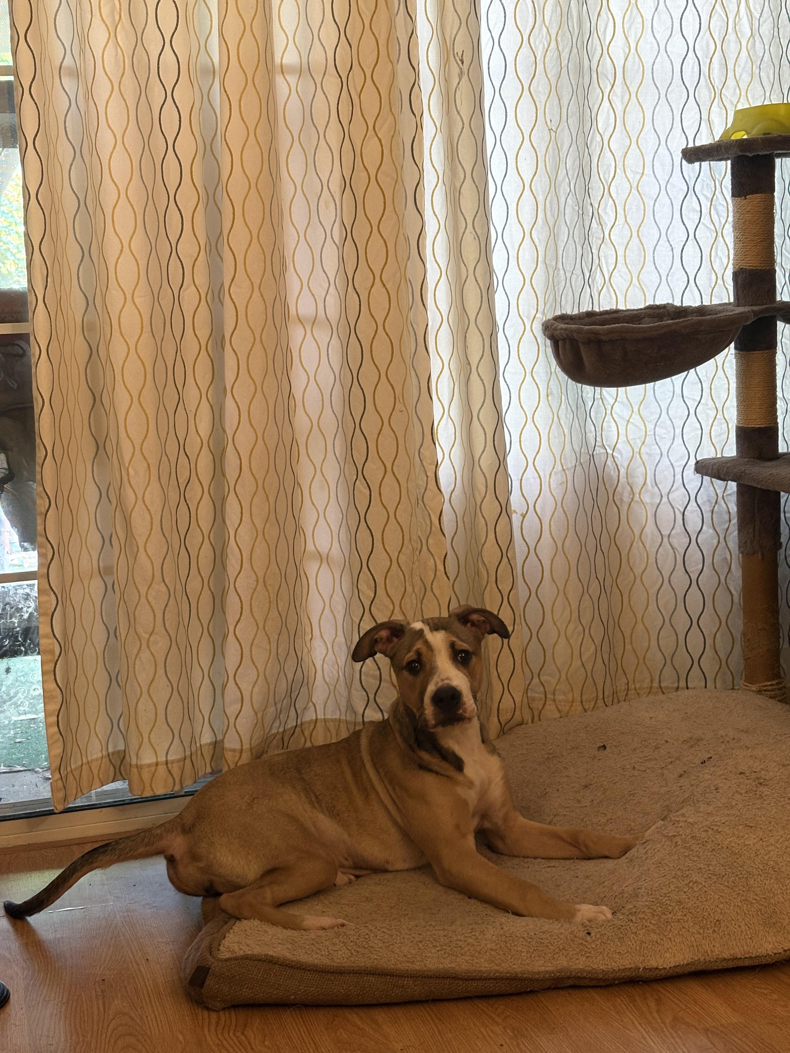 Alice , a ADOPTABLE mixed breed in Sacramento, CA image 5/6