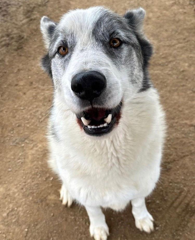 Spot, Adoptable, Adult Male Australian Cattle Dog / Blue Heeler.