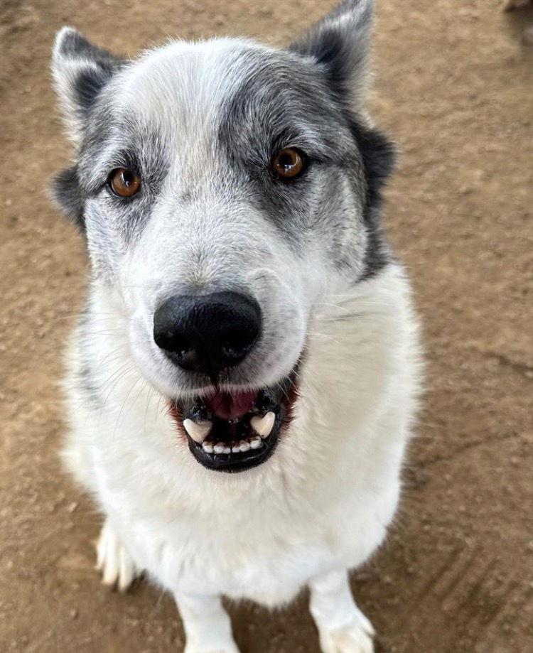 Enlarge Spot, a Adoptable Australian Cattle Dog / Blue Heeler in Romoland, CA image 3/3