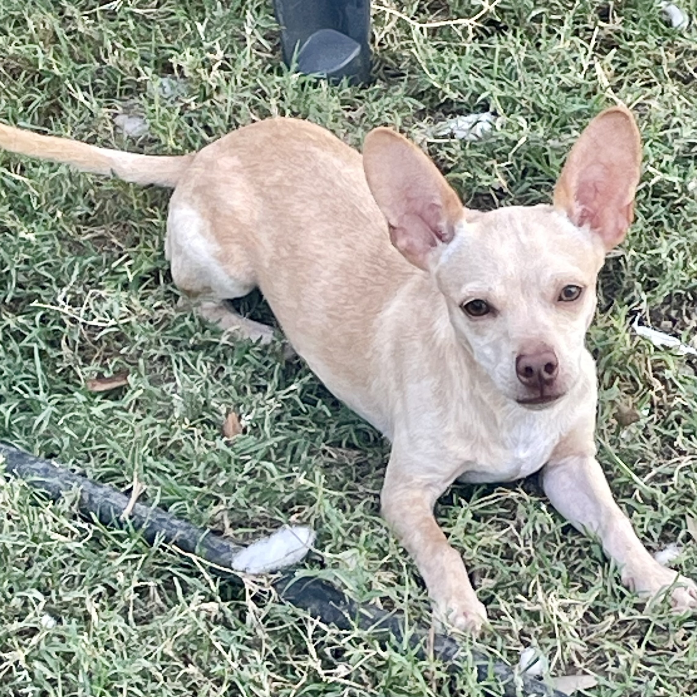 Goliath, Adoptable, Adult Male Chihuahua & Terrier.
