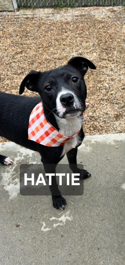Hattie