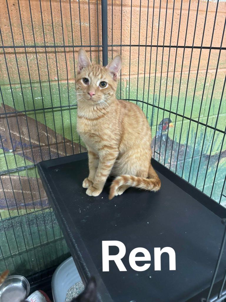 Ren, Adopted, Young Male Domestic Short Hair.