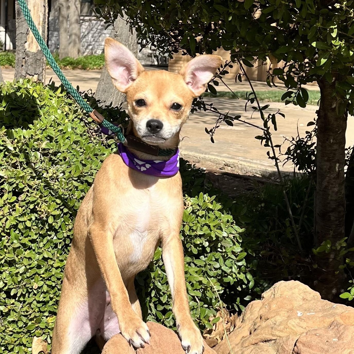 Enlarge HOLLI, an adopted mixed breed in Milwaukee, WI image 1/6