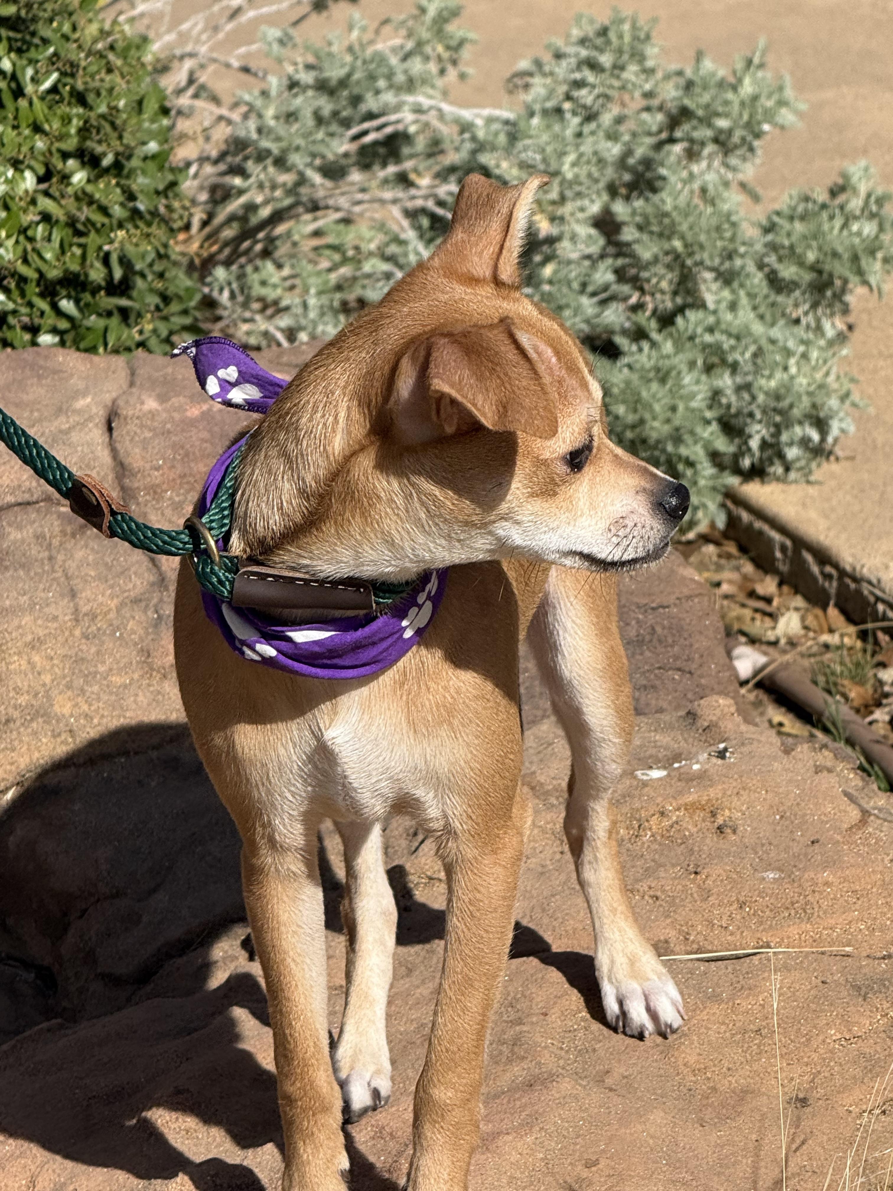 Enlarge HOLLI, an adopted mixed breed in Milwaukee, WI image 4/6