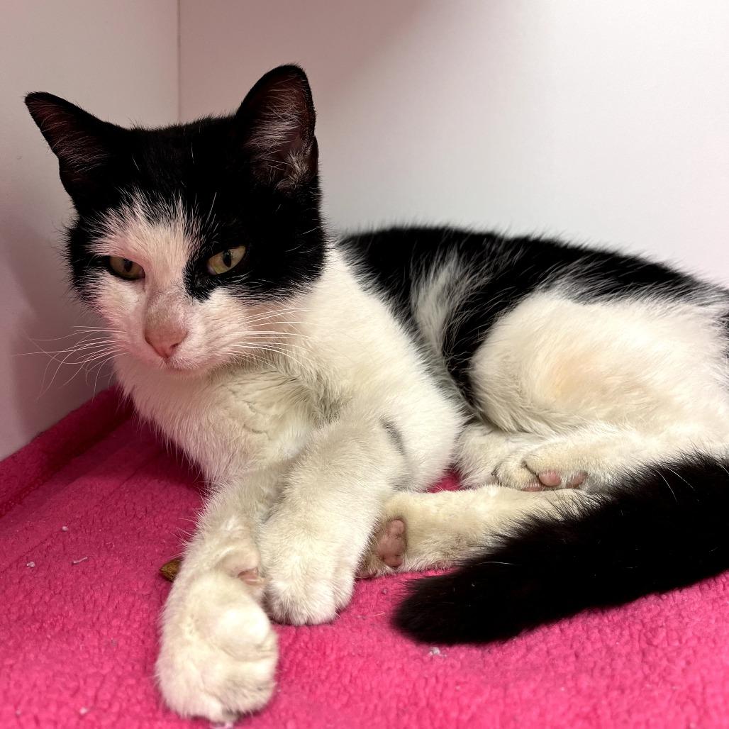 Enlarge Augusta, a Adoptable Domestic Short Hair in Jasper, IN image 1/3