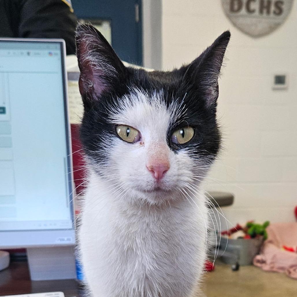 Enlarge Augusta, a Adoptable Domestic Short Hair in Jasper, IN image 2/3