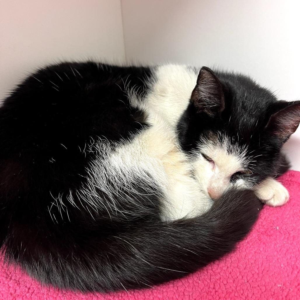 Enlarge Augusta, a Adoptable Domestic Short Hair in Jasper, IN image 3/3