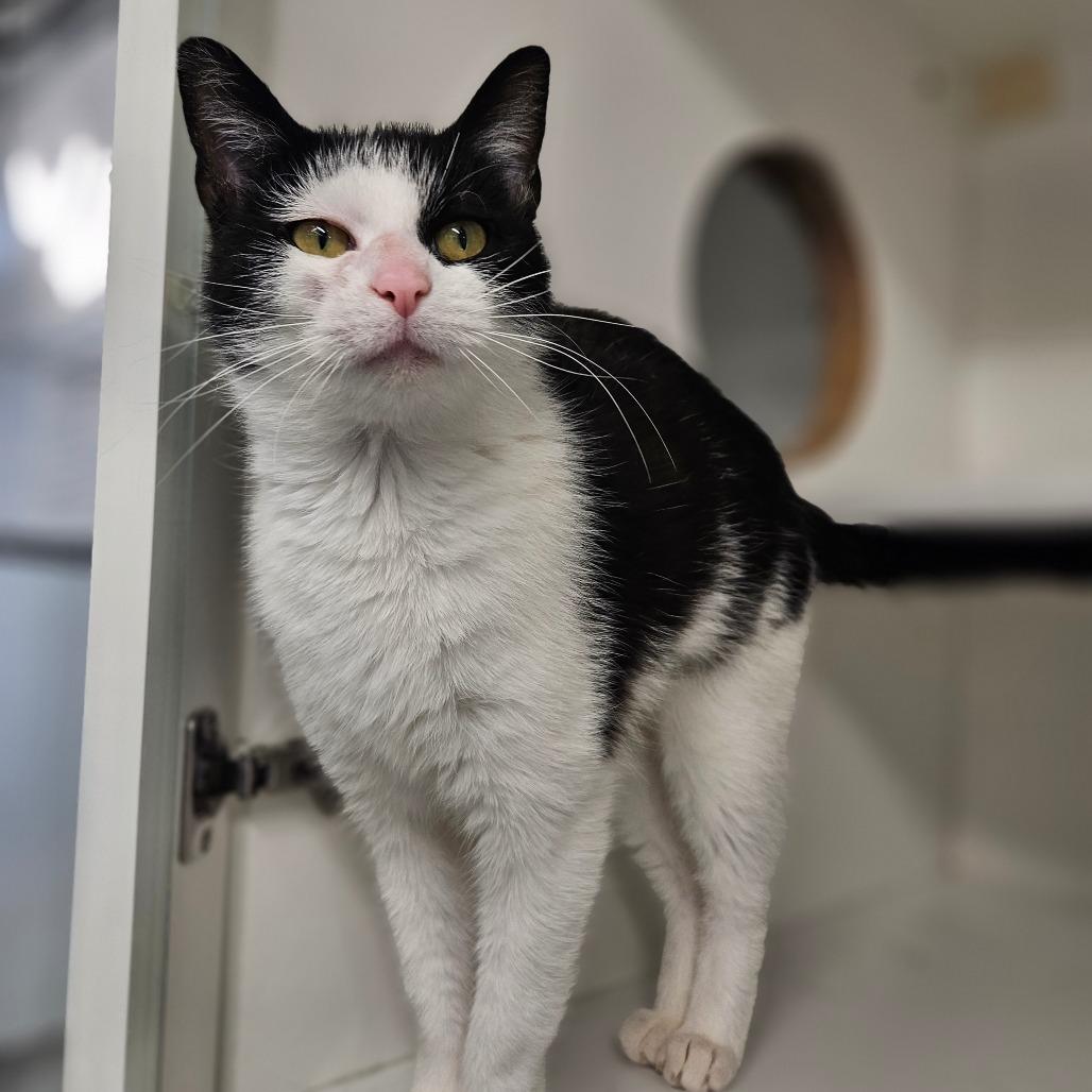 Enlarge Augusta, a Adoptable Domestic Short Hair in Jasper, IN image 4/4