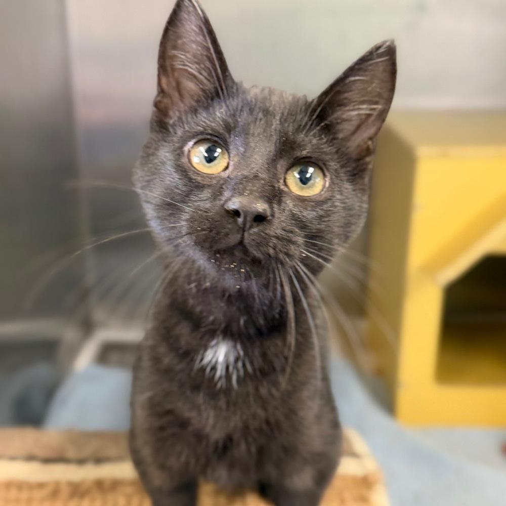 Enlarge Garp, a Adoptable mixed breed in Columbus, OH image 3/4