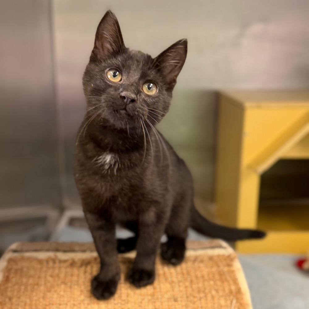 Enlarge Garp, a Adoptable mixed breed in Columbus, OH image 4/4
