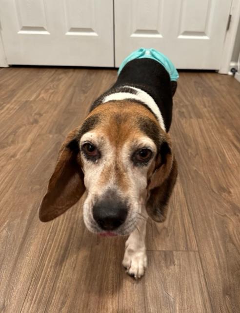 Heidi, a Adoptable Beagle in Williamsburg, VA image 2/6