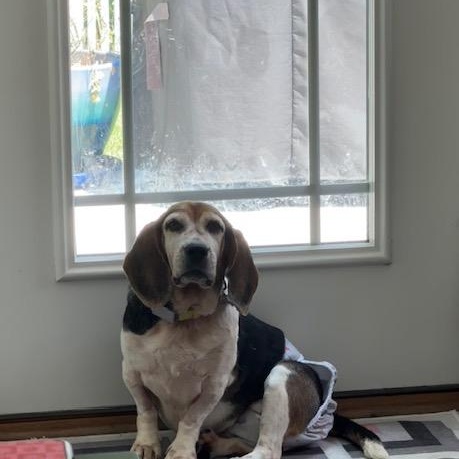Heidi, a Adoptable Beagle in Williamsburg, VA image 3/6