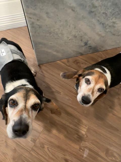 Heidi, a Adoptable Beagle in Williamsburg, VA image 5/6