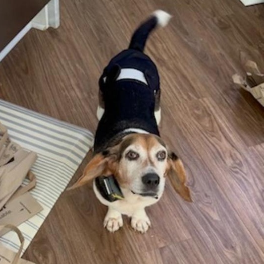 Heidi, Adoptable, Adult Female Beagle.