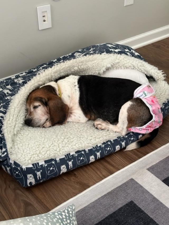 Heidi, a Adoptable Beagle in Williamsburg, VA image 6/6