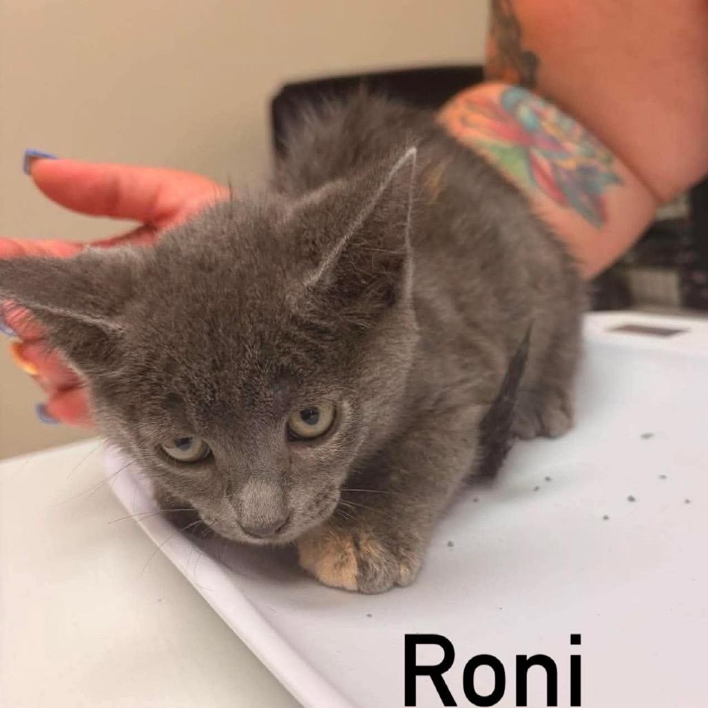Roni, Adoptable, Kitten Female Domestic Short Hair.