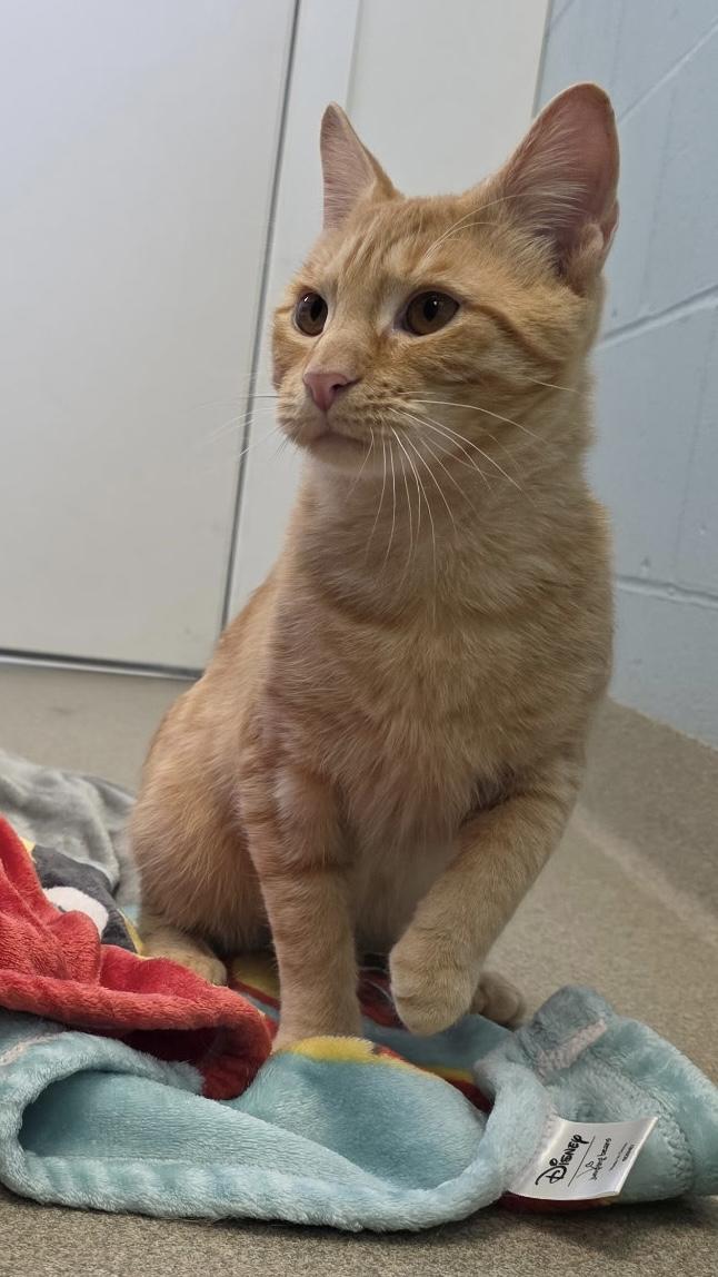 Bear & Scooby, Adoptable, Young Male Domestic Short Hair.
