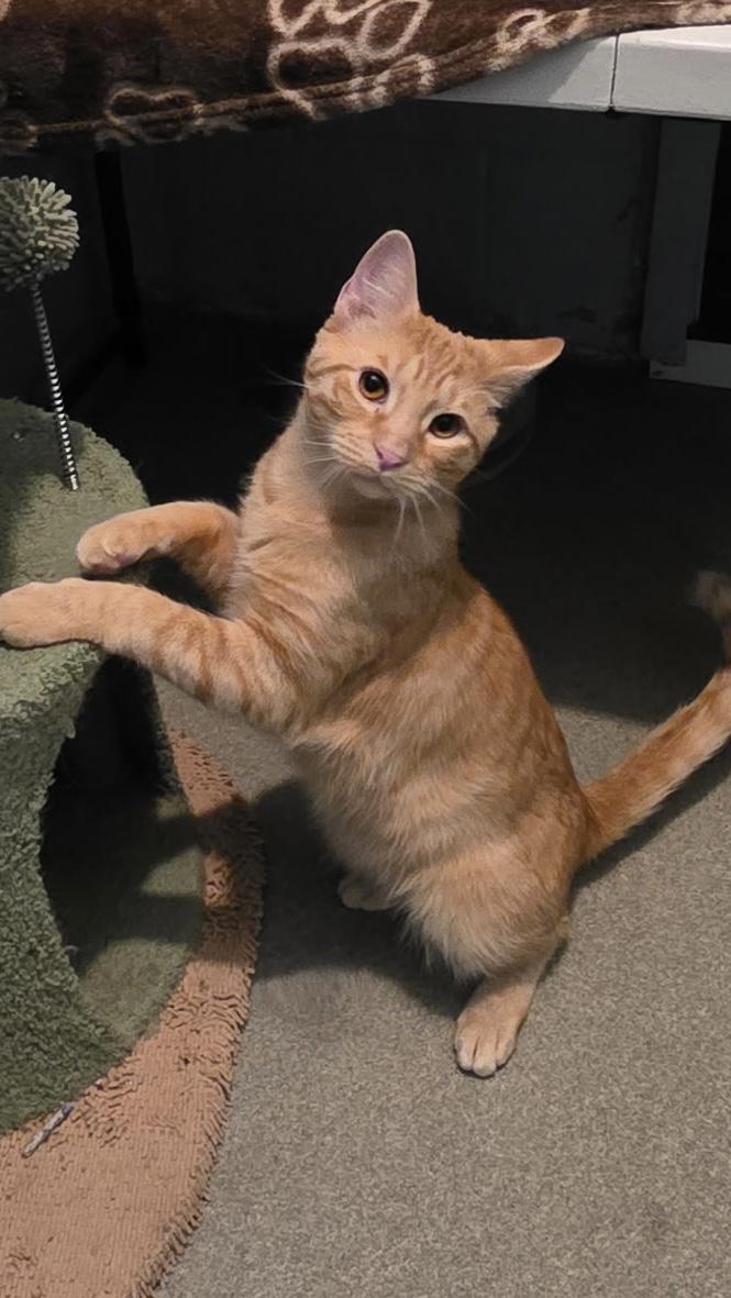 Bear & Scooby thumbnail 2