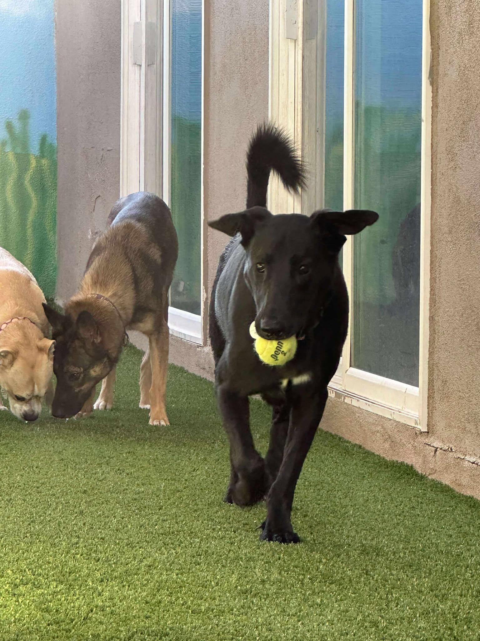 Batman, Young Male Black Labrador Retriever