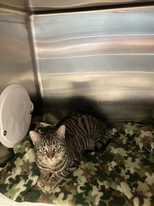 Enlarge Alvin, a Adoptable mixed breed in Fergus Falls, MN image 1/2