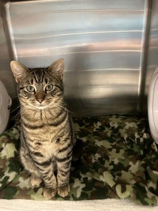 Enlarge Alvin, a Adoptable mixed breed in Fergus Falls, MN image 2/2