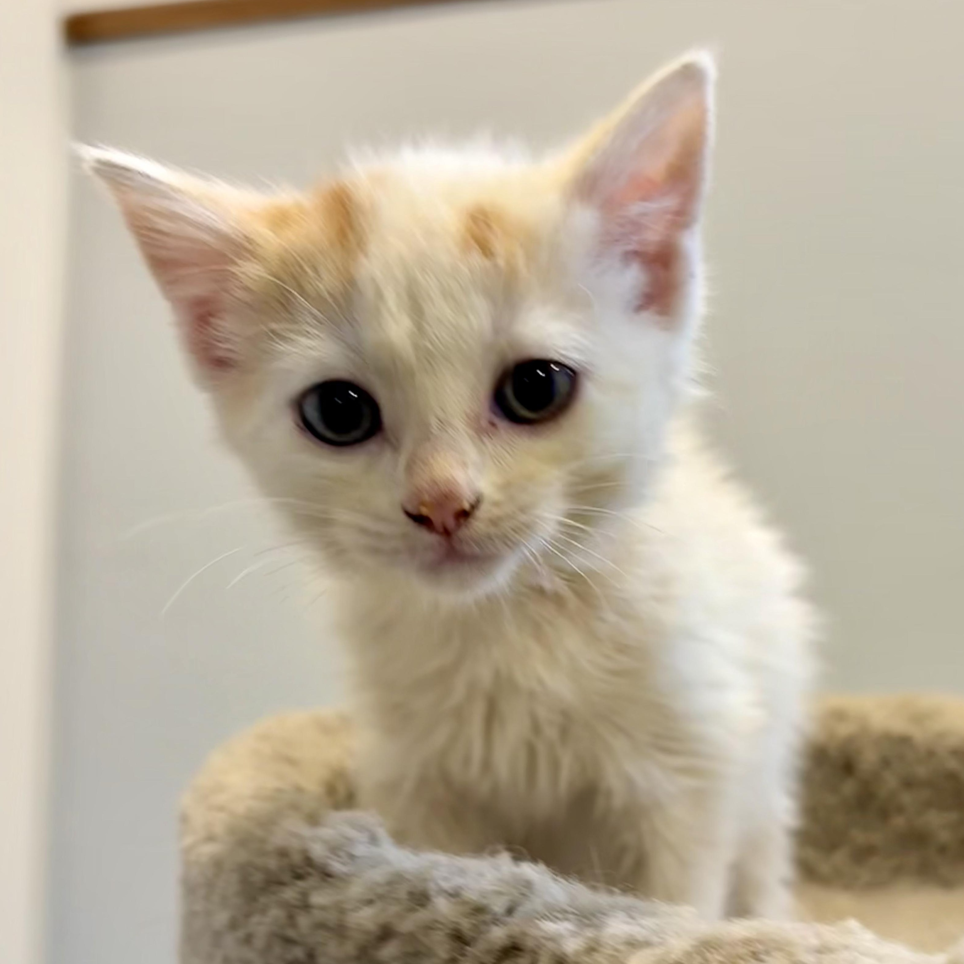 Enlarge Tangerine, a Adoptable Domestic Short Hair in Wakefield, QC image 2/6