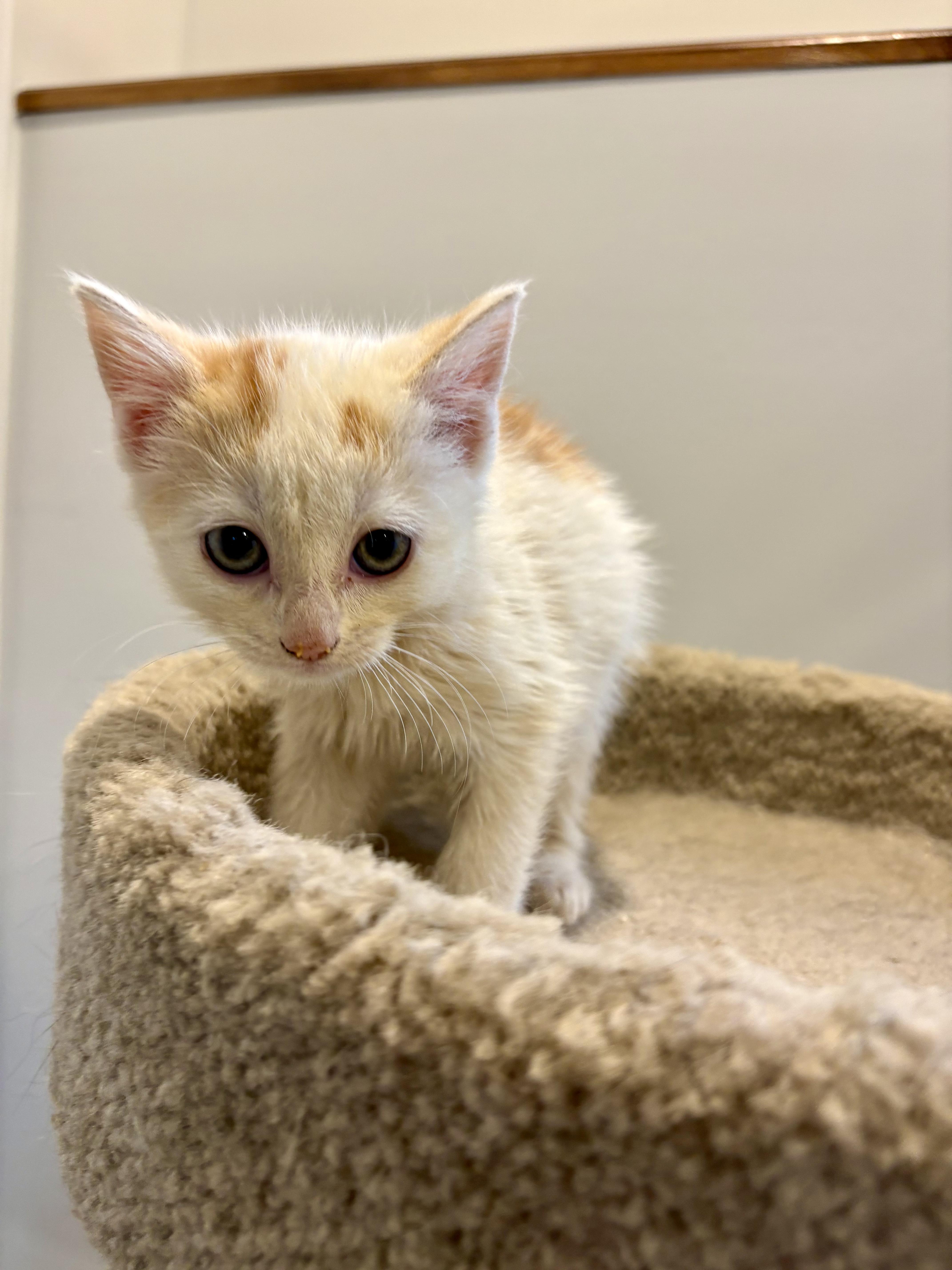 Enlarge Tangerine, a Adoptable Domestic Short Hair in Wakefield, QC image 4/6